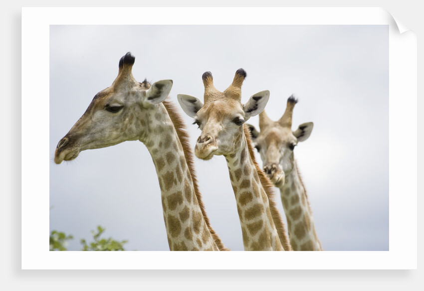 Giraffe in Savuti Marsh by Anonymous
