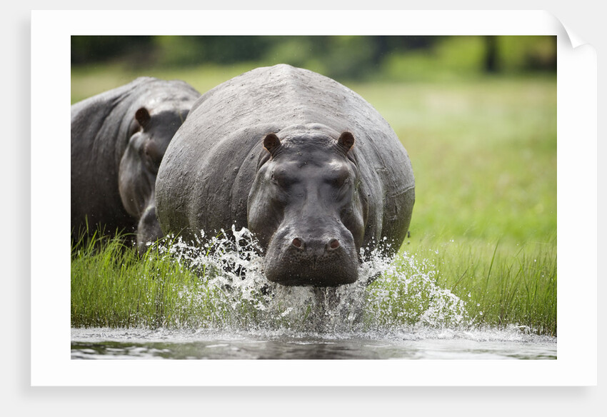 Hippopotamus in Chobe National Park by Anonymous