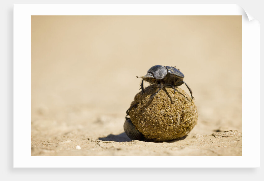Dung Beetles in Kgalagadi Transfrontier Park by Anonymous