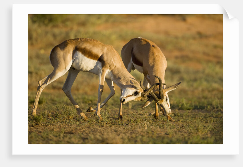 Springbok Fighting in Kgalagadi Transfrontier Park by Anonymous