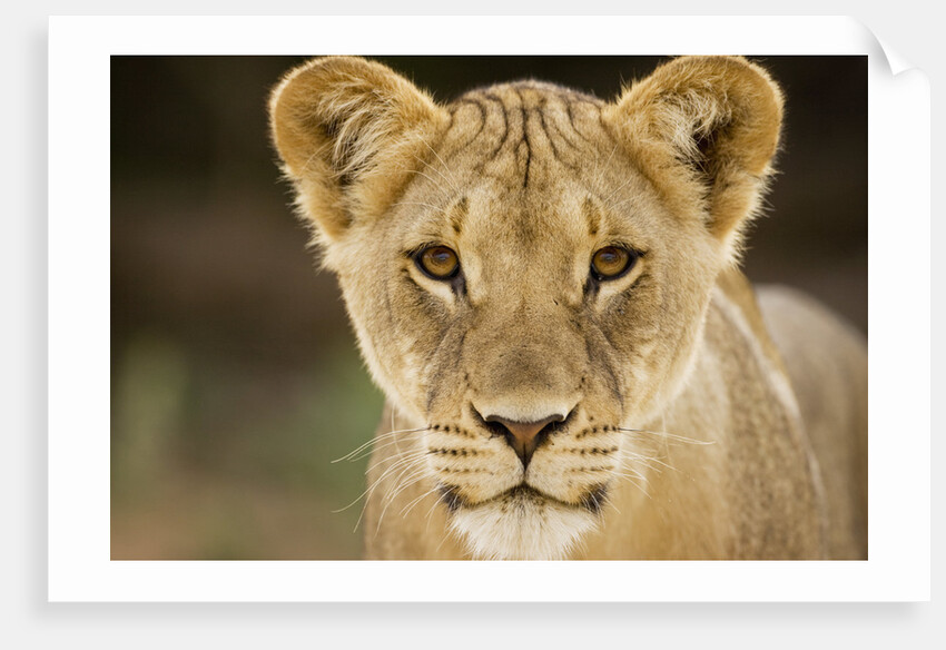 Lion in Kgalagadi Transfrontier Park by Anonymous