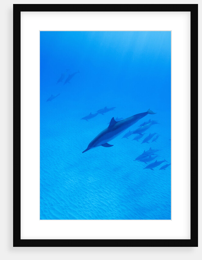 Spinner Dolphins Underwater by Anonymous