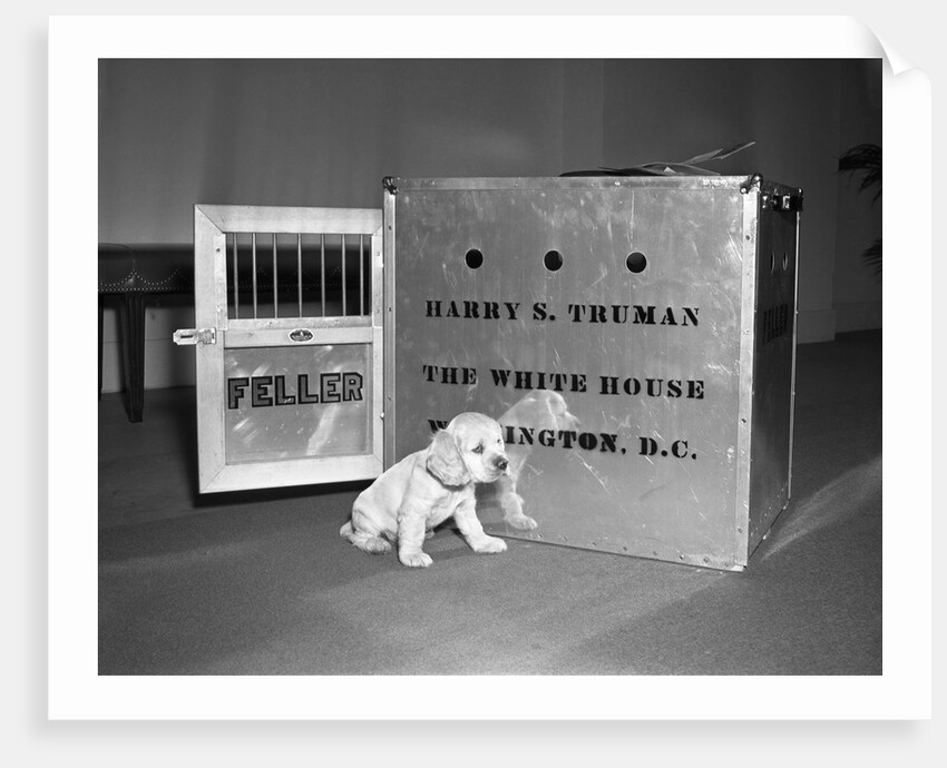 Truman's New Pup "Feller" Poses at White House by Anonymous