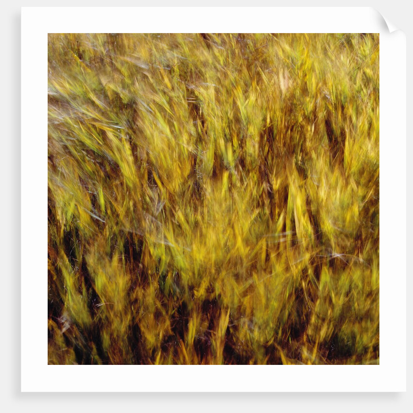 Abstract dry crops by Anonymous