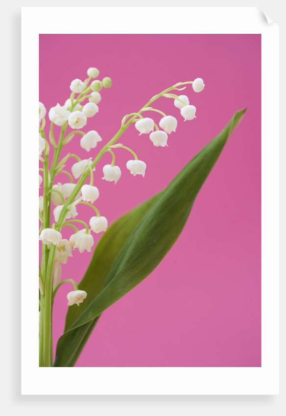Lily of the valley by Anonymous