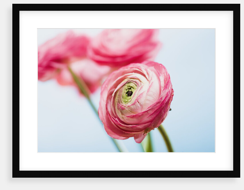 Pink ranunculus by Anonymous