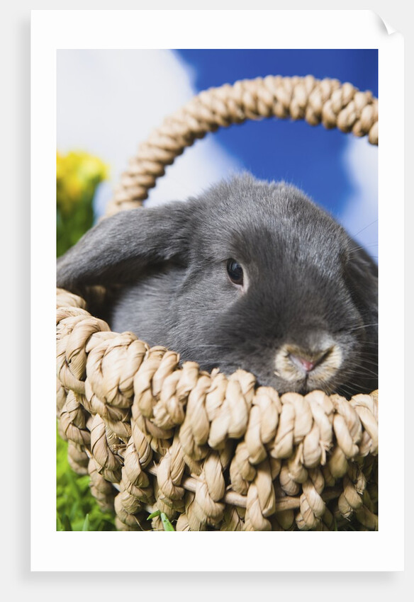 Lop-eared Easter bunny by Anonymous