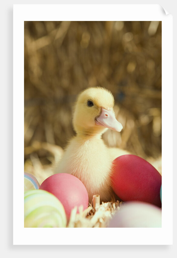 Duckling with Easter eggs by Anonymous