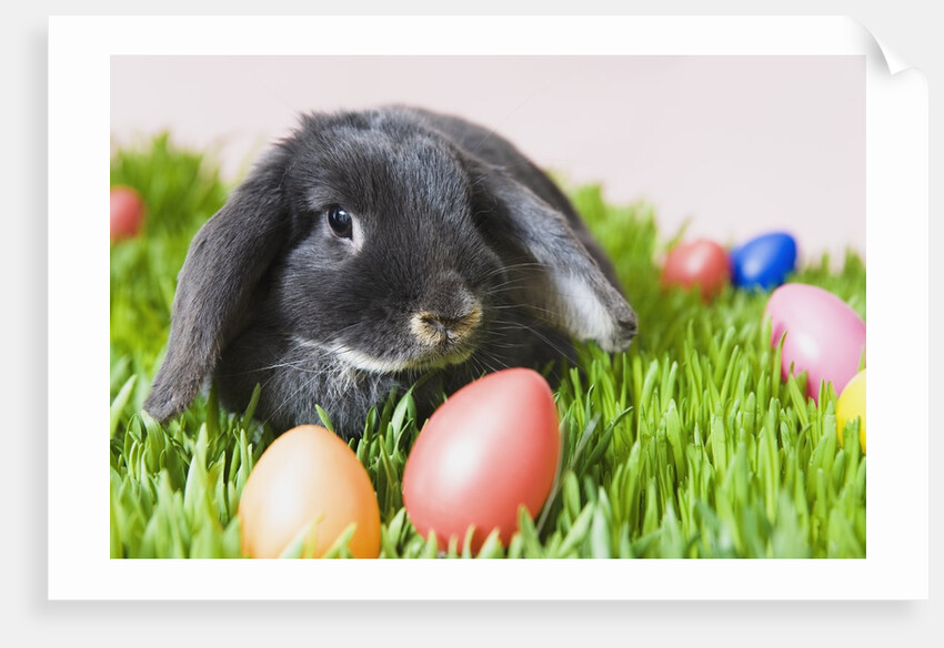 Lop-eared Easter bunny by Anonymous
