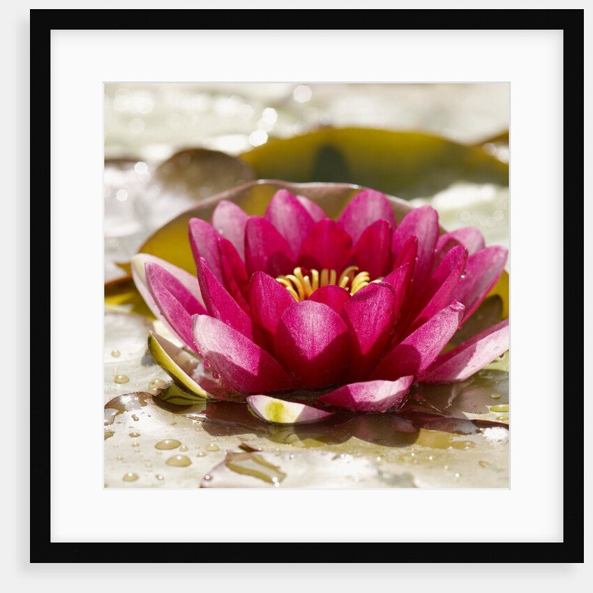 Water lily by Anonymous