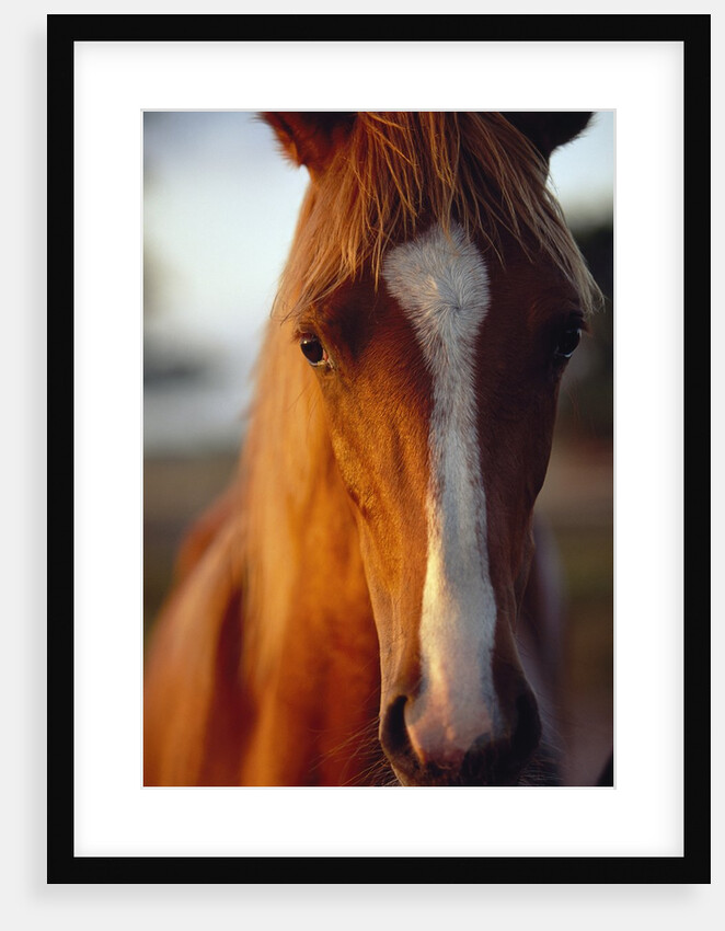 Horse by Anonymous