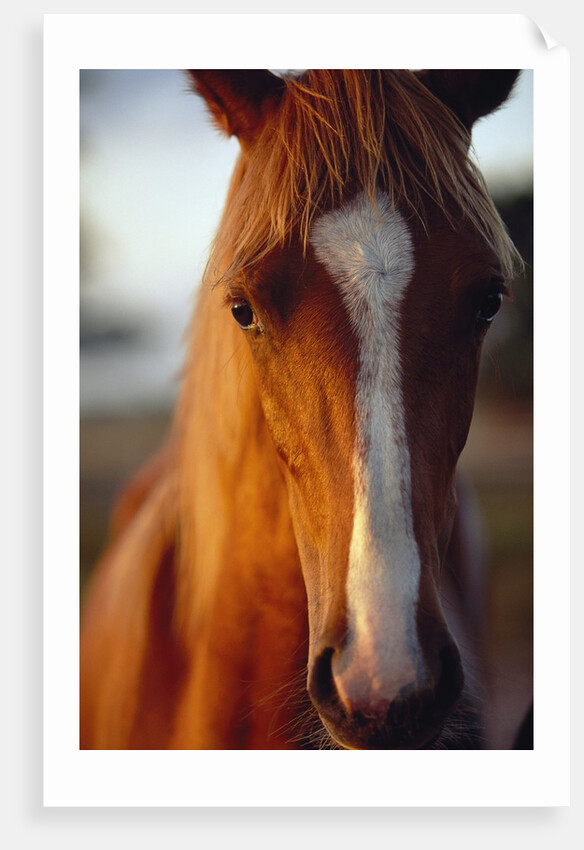 Horse by Anonymous