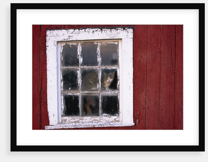 Cat sitting in a barn window by Anonymous