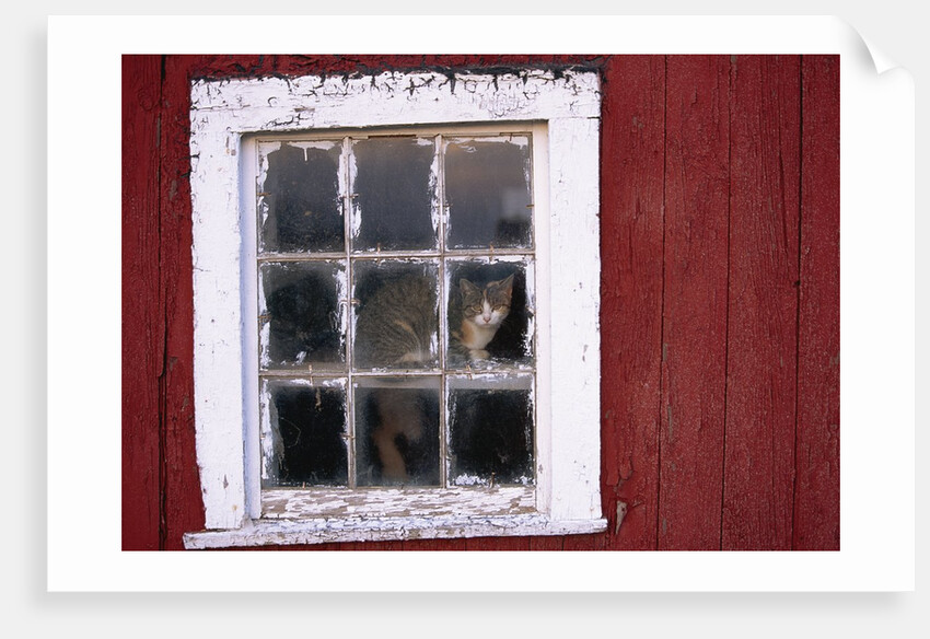 Cat sitting in a barn window by Anonymous