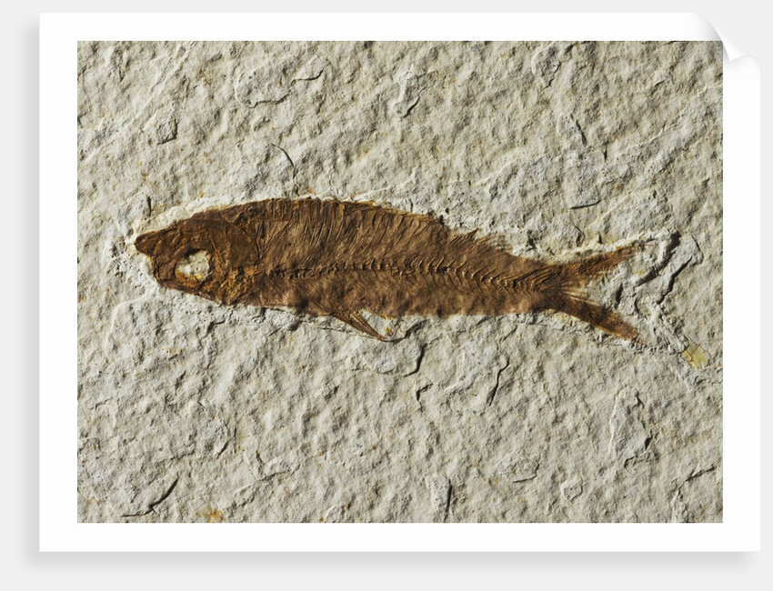 Fossil fish by Anonymous