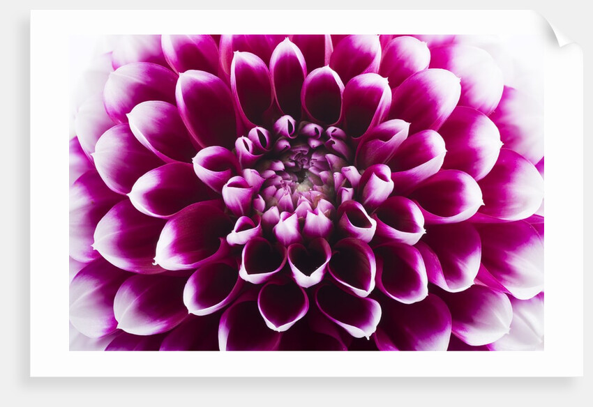 Purple Flower by Anonymous