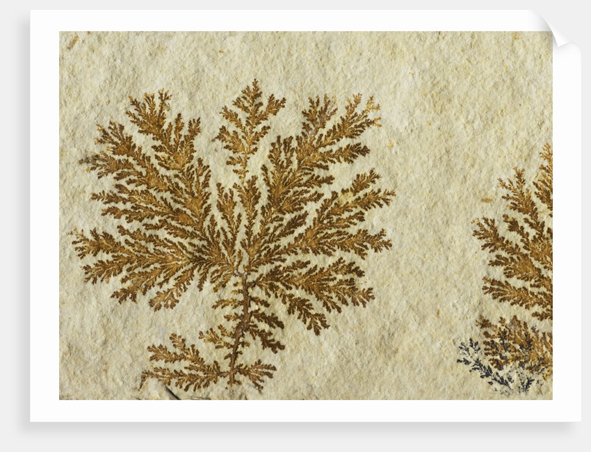 Fossil plant by Anonymous