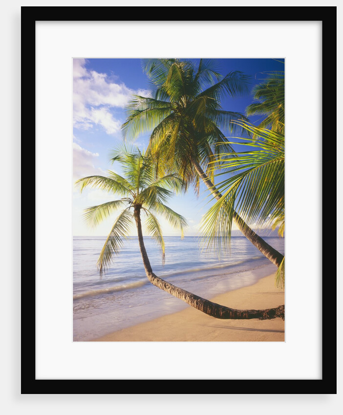 Pigeon Point Beach, Island of Tobago by Anonymous