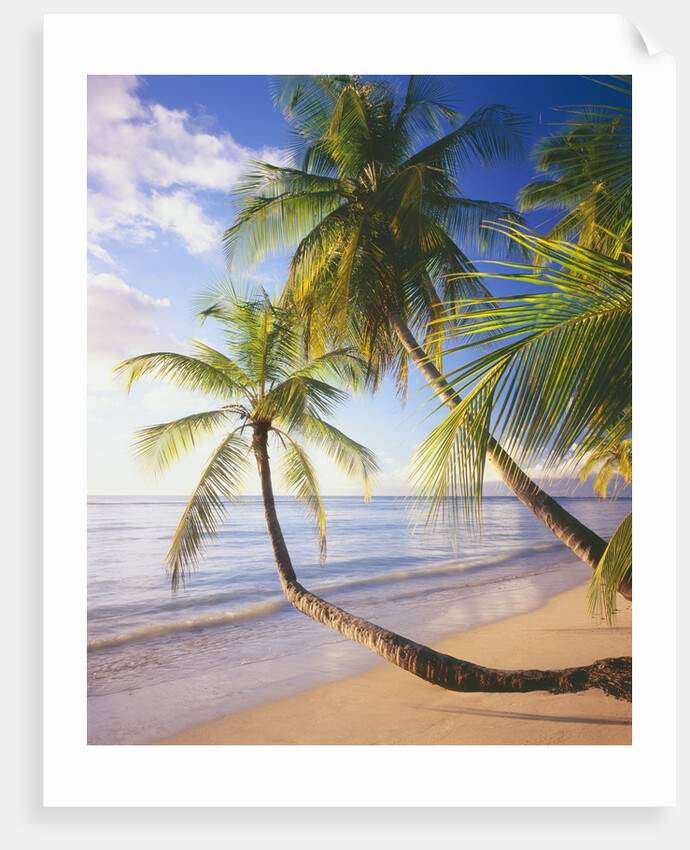 Pigeon Point Beach, Island of Tobago by Anonymous