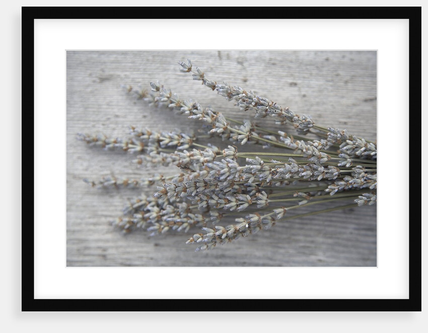 Lavender by Anonymous