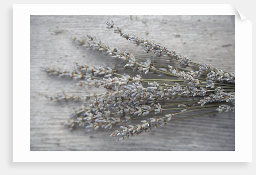 Lavender by Anonymous