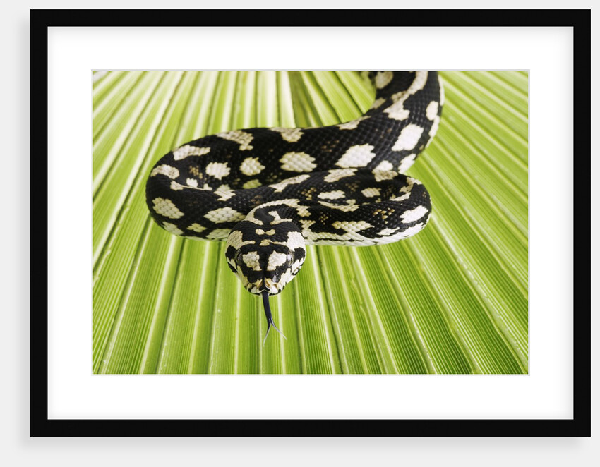 Jungle Carpet Python by Anonymous