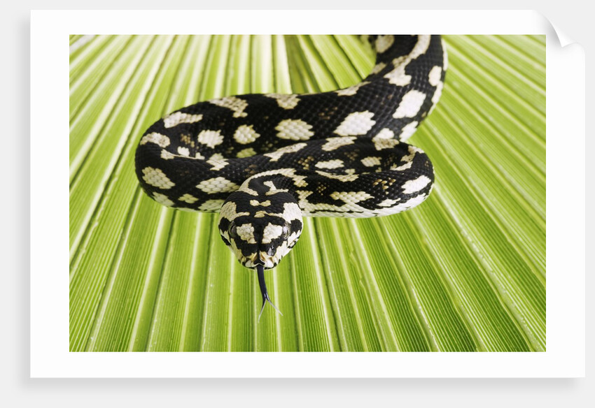 Jungle Carpet Python by Anonymous