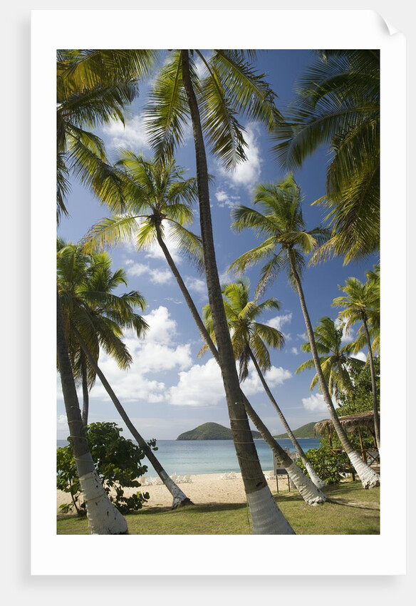 Palm Trees, Lambert Beach, Tortola, British Virgin Islands by Anonymous