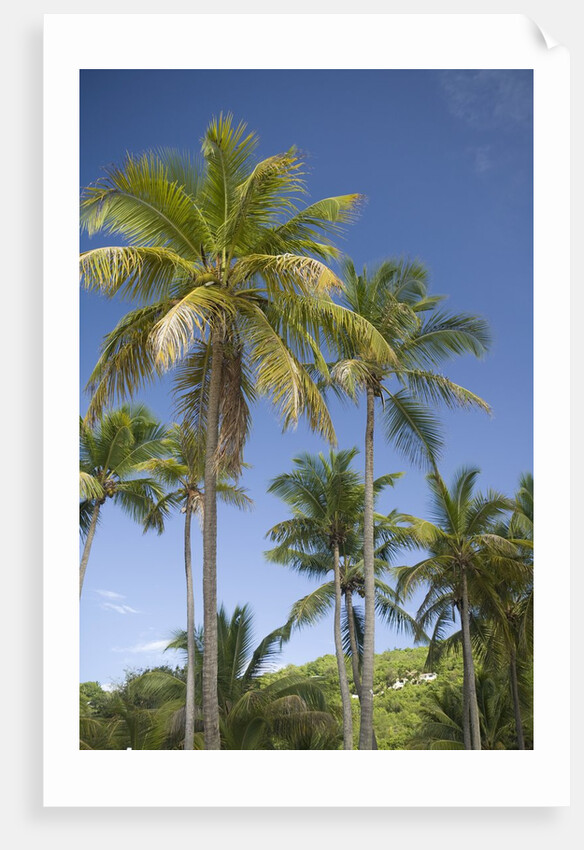 Palm Trees, Lambert Beach, Tortola, British Virgin Islands by Anonymous