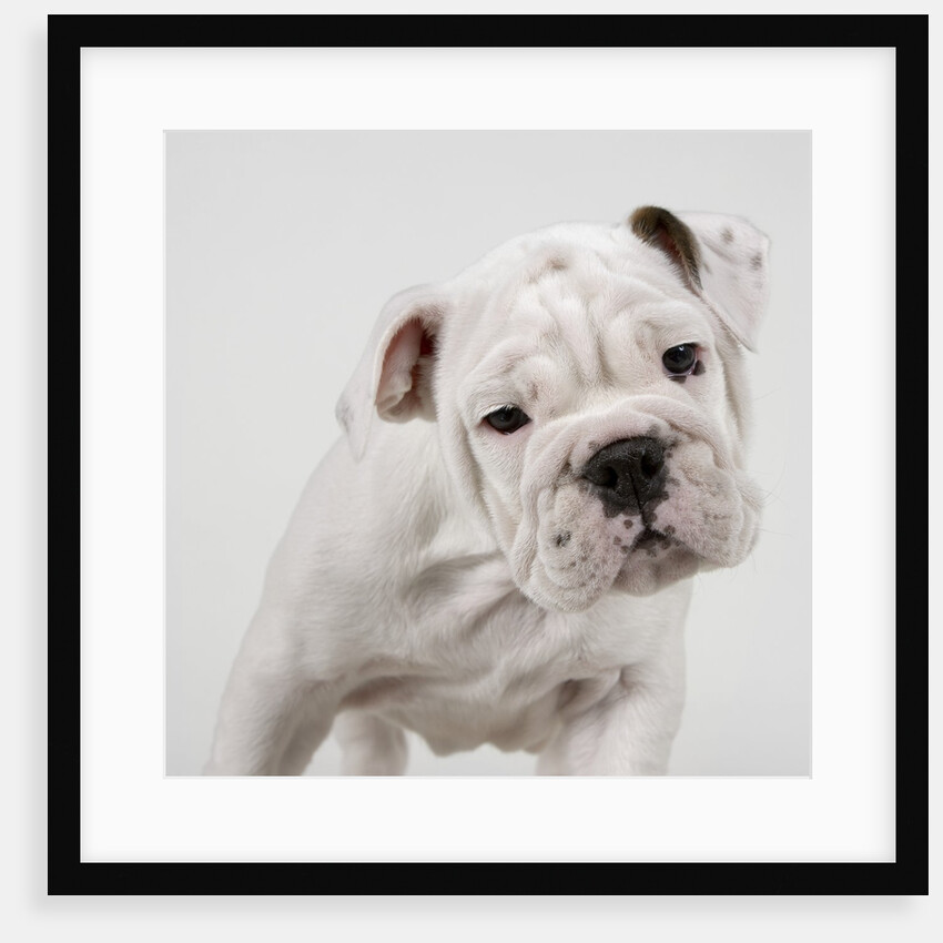English Bulldog Puppy by Anonymous