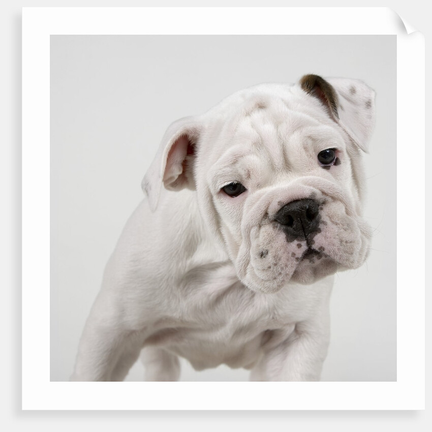 English Bulldog Puppy by Anonymous