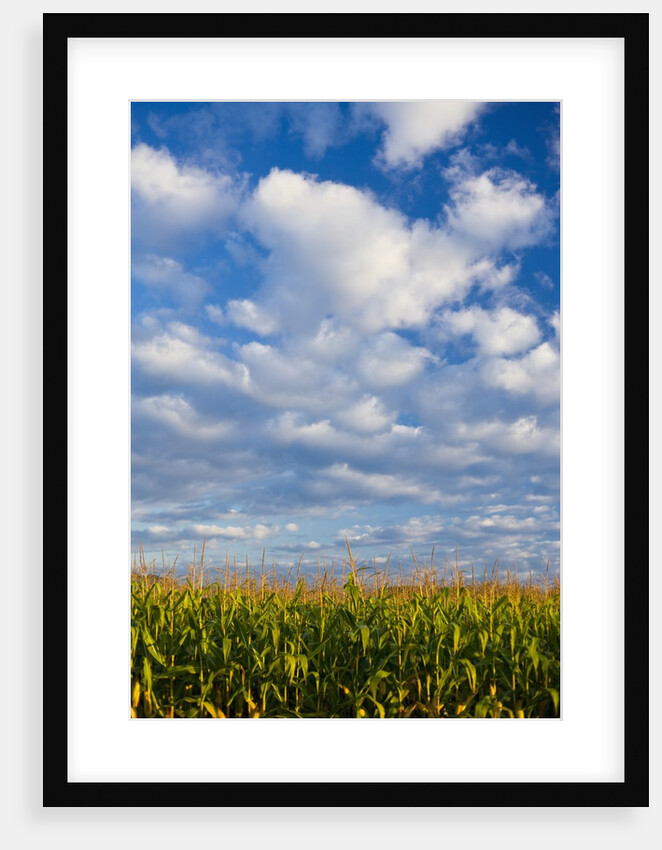 Corn Plants and Sky by Anonymous