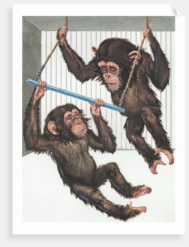 Illustration of Two Chimps Playing by Anonymous