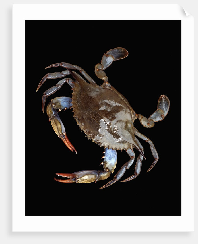 Blue Crab by Anonymous