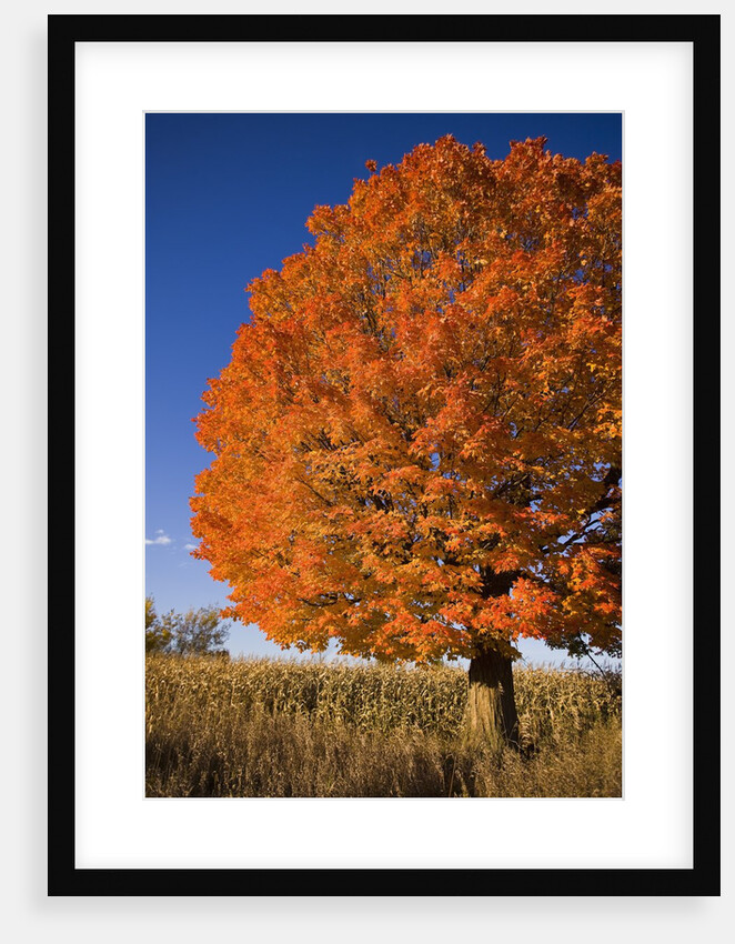 Maple Tree Beside Cornfield by Anonymous