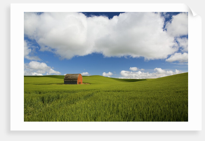 Old Red Barn in Spring Wheat Fields by Anonymous