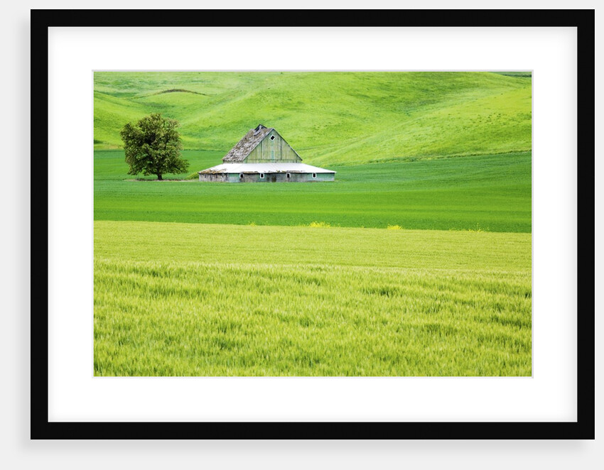 Old Barn in Green Agricultural Fields by Anonymous