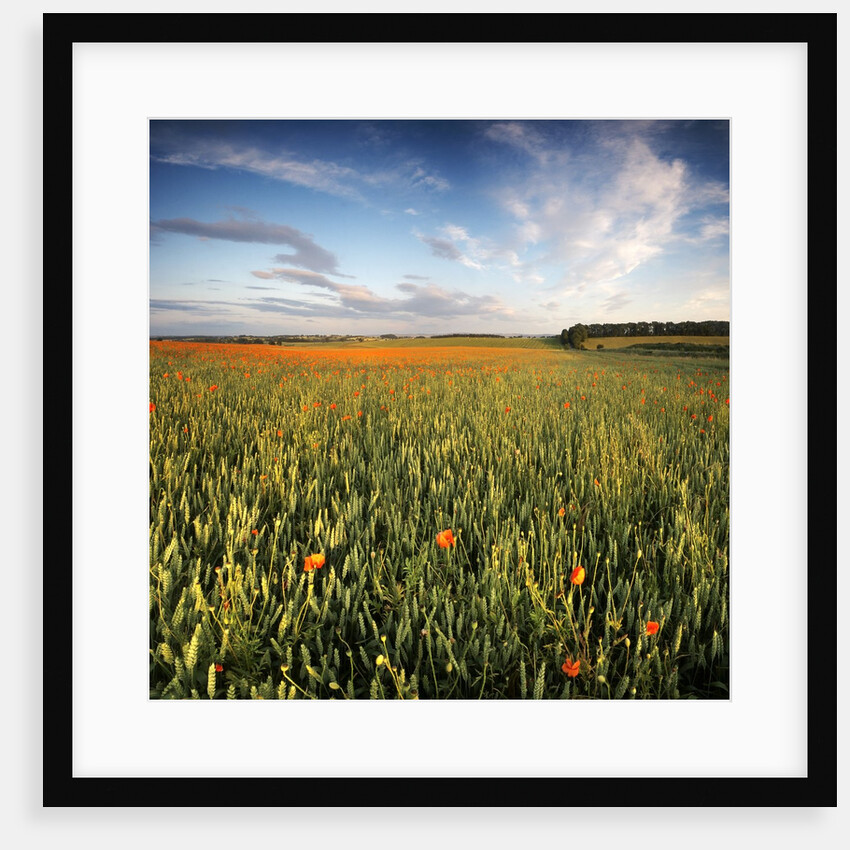 Poppy Field in Northumberland by Anonymous
