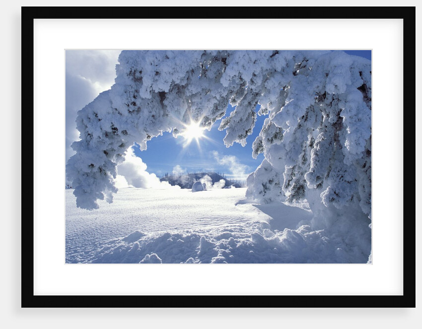 Snowy Landscape in Yellowstone by Anonymous