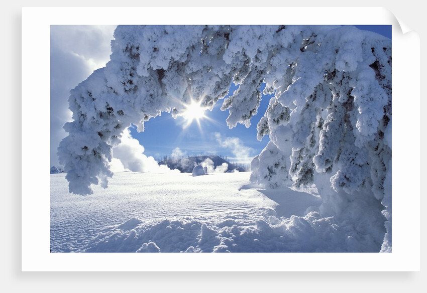 Snowy Landscape in Yellowstone by Anonymous
