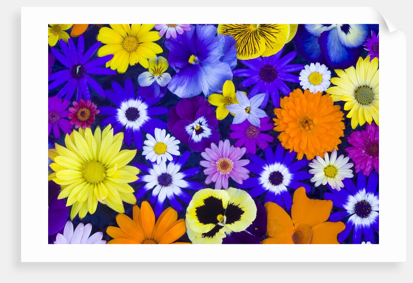 Flowers in Blues and Yellows by Anonymous