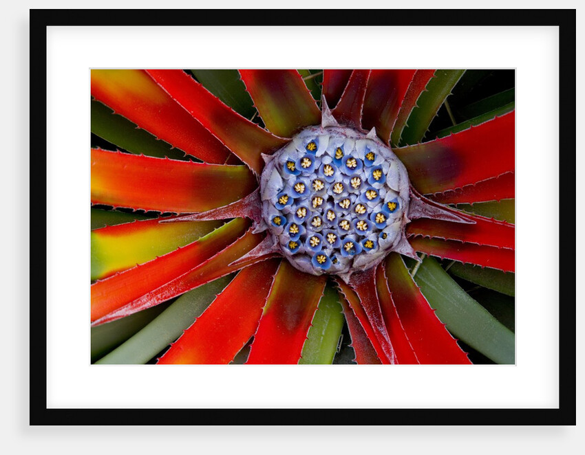 Center of an Agave Plant by Anonymous