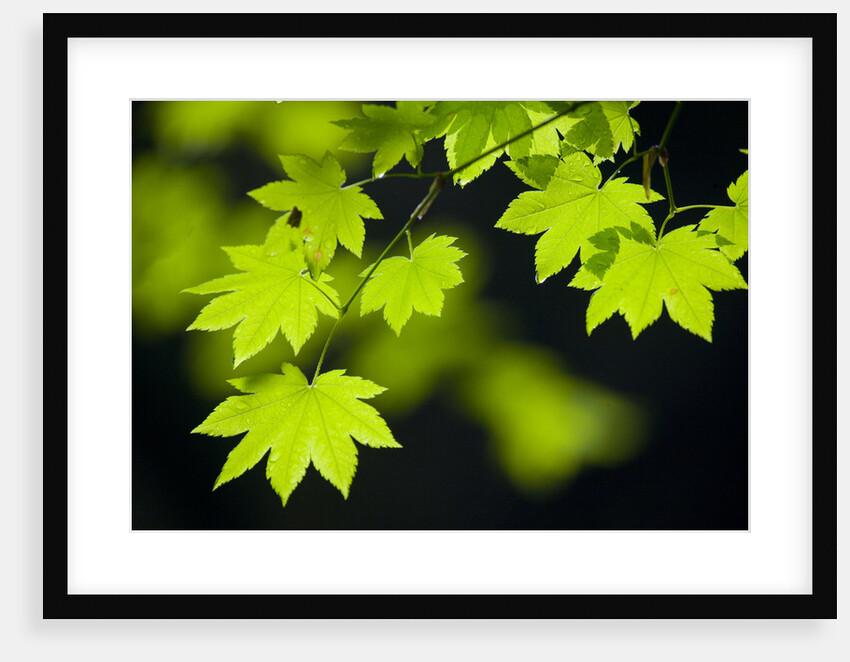 Vine Maple Leaves by Anonymous