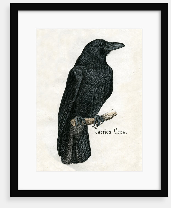 Carrion Crow Illustration by Anonymous