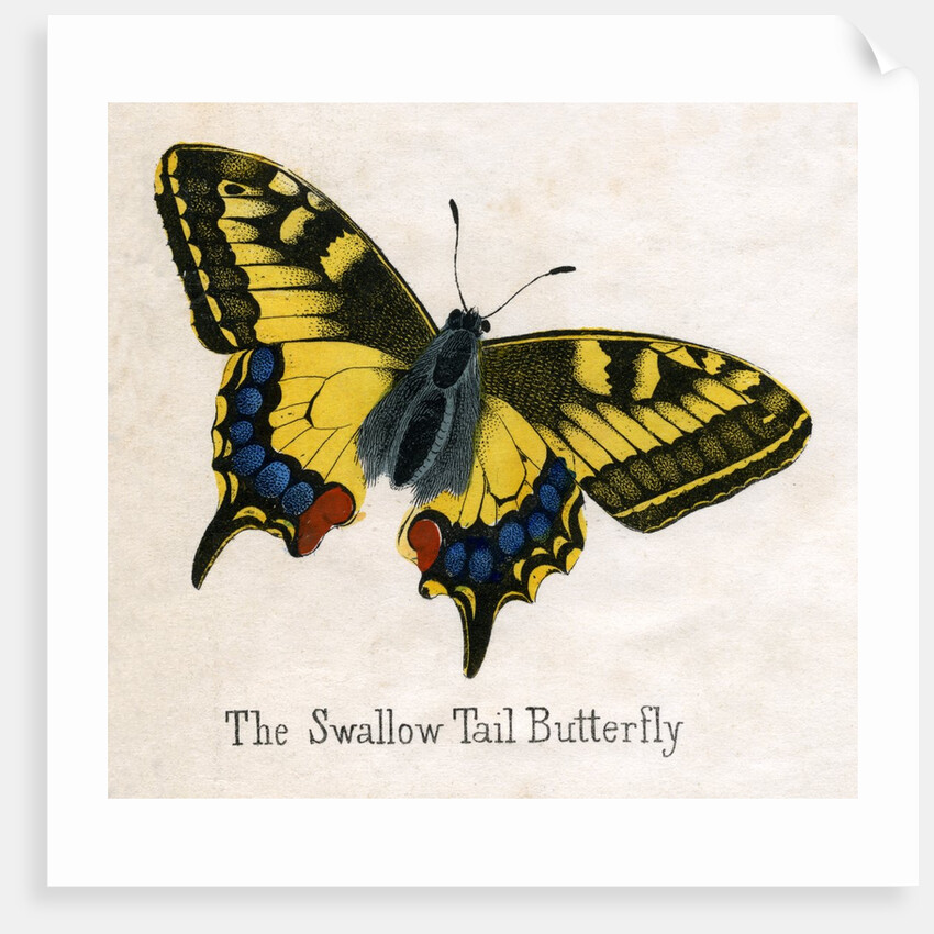 The Swallow Tail Butterfly Illustration by Anonymous