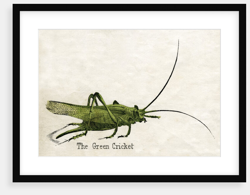 The Green Cricket Illustration by Anonymous