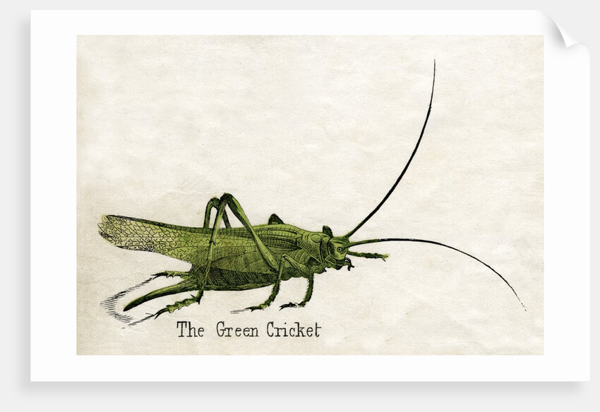 The Green Cricket Illustration by Anonymous