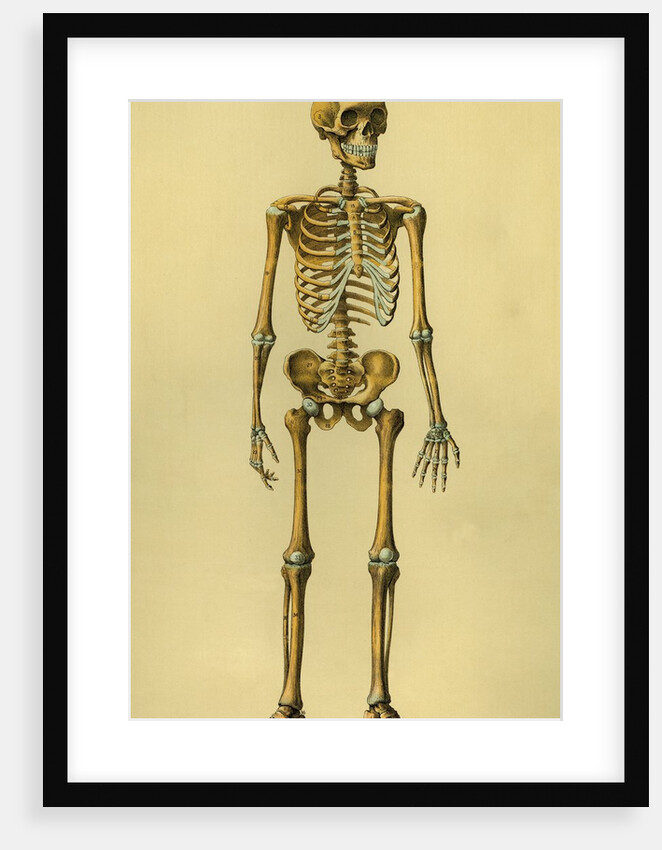 Illustration of Human Skeleton by Anonymous