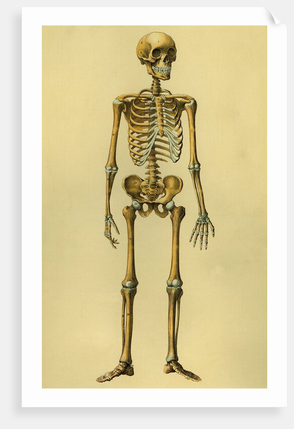 Illustration of Human Skeleton by Anonymous