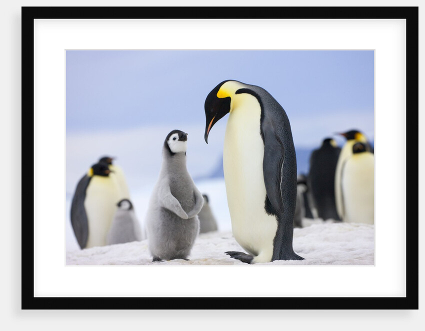 Emperor Penguin With Chick by Anonymous